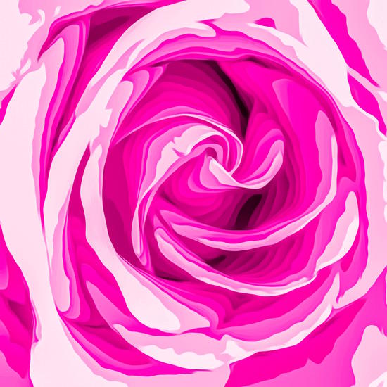 closeup fresh pink rose texture abstract background by Timmy333