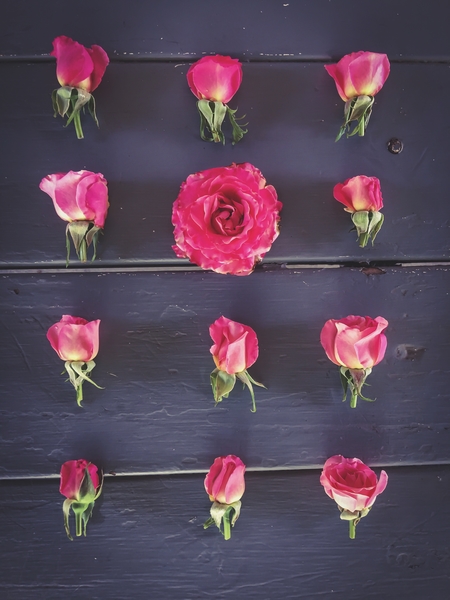 fresh and beautiful pink roses with wood background by Timmy333