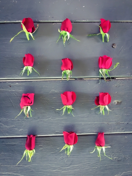 red baby roses on the wooden table by Timmy333