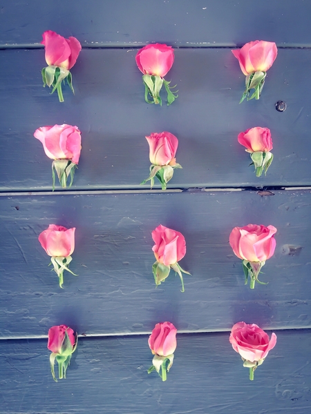pink baby roses on the wooden table by Timmy333