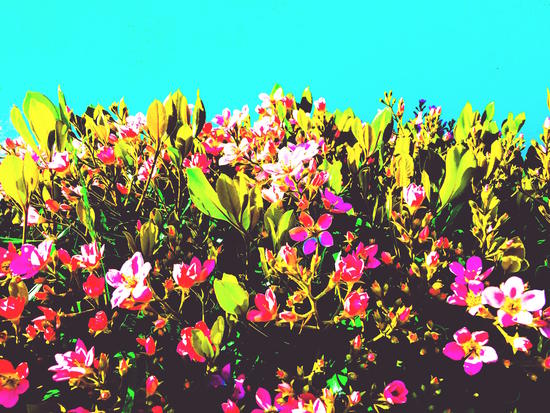 pink flowers with green leaves and blue background by Timmy333