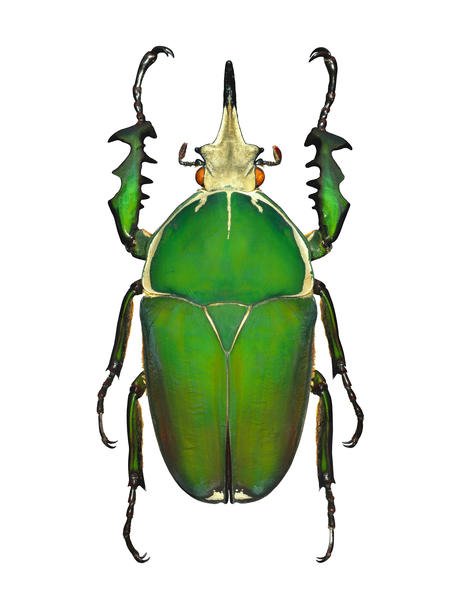 Coléoptere Cétoine du Sénégal by Mermet