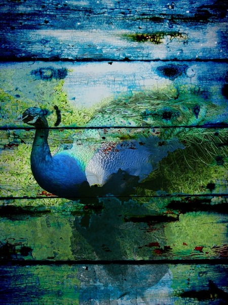  Peacock I  by Irena Orlov