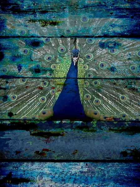 Peacock III by Irena Orlov