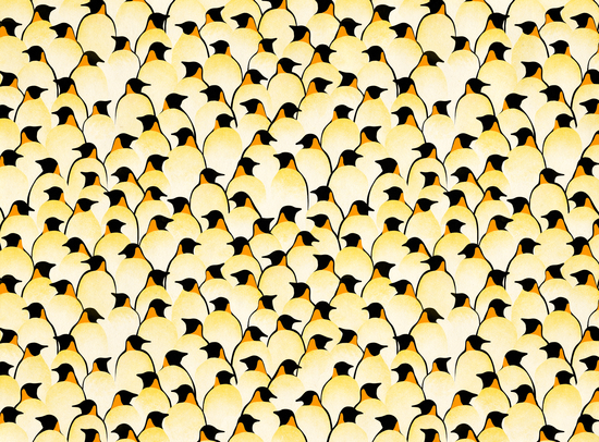 Penguins by Florent Bodart - Speakerine
