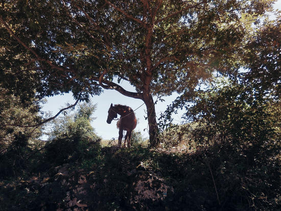 The Horse by Salvatore Russolillo