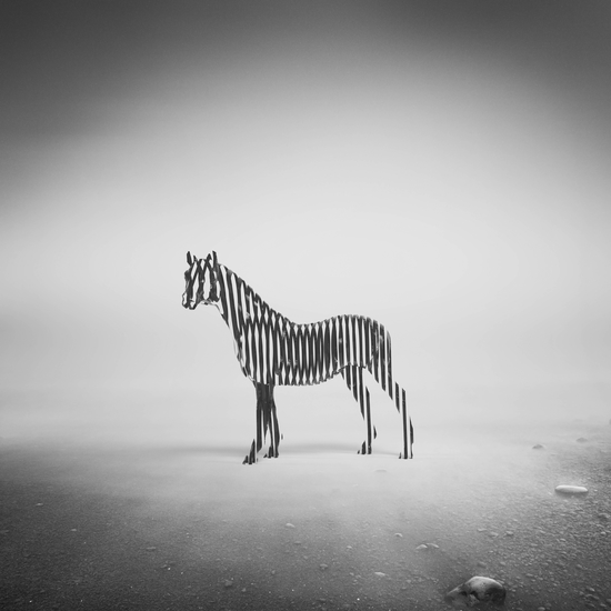 Zebra Mist by Eugene Soloviev