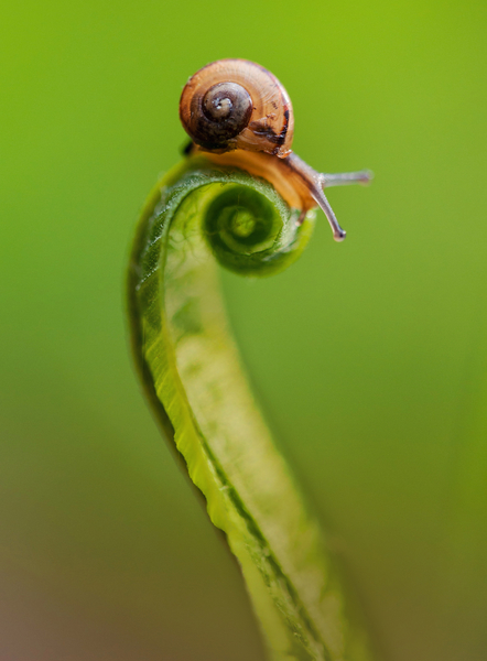 Snail on a curly grass by Jarek Blaminsky