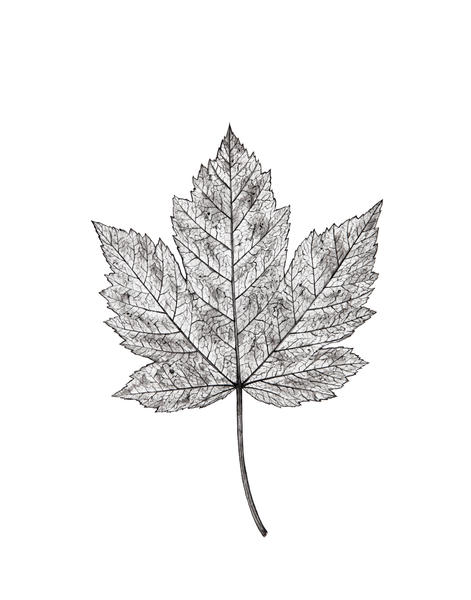 Maple Leaf by Nika_Akin