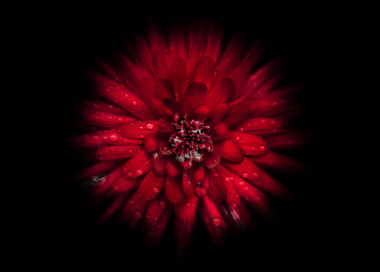Backyard Flowers No 45 Color Flow Version by The Learning Curve Photography