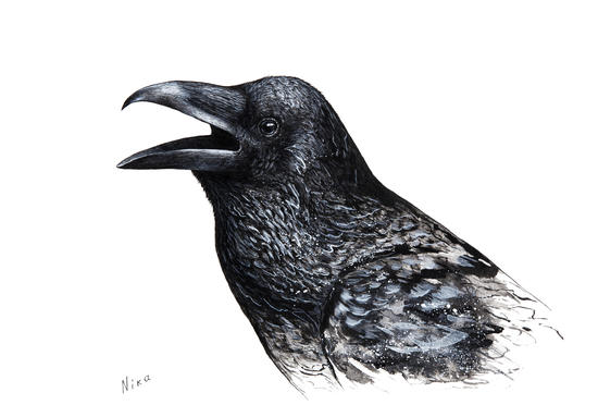 Crow by Nika_Akin