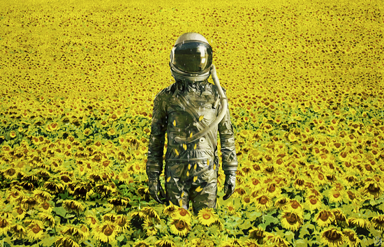 Stranded in the sunflower field by Seamless