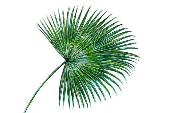 Palm Leaf by Nika_Akin