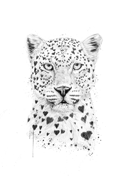 Lovely leopard by Balazs Solti
