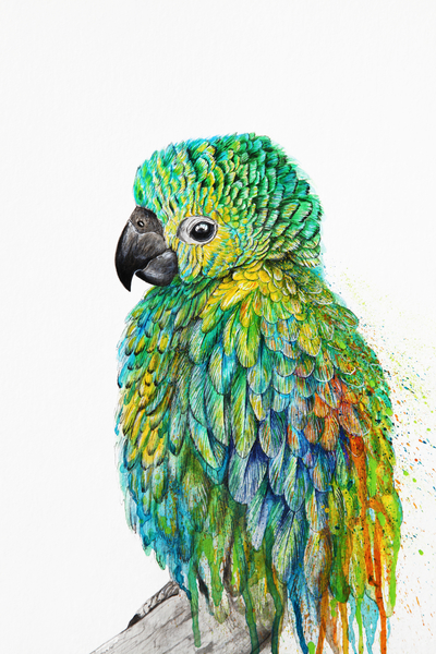 Parrot by Nika_Akin