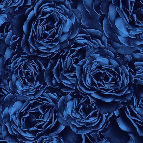 Enchanted Garden - Passion Roses by Octavia Soldani