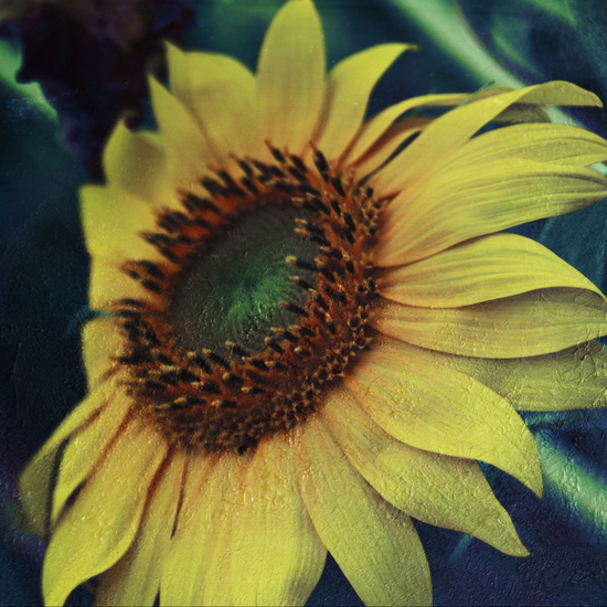 Sunflower by VanessaGF