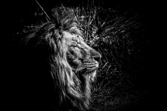 Lion by Traven Milovich