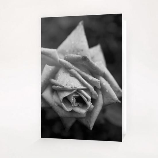 Monochrome Flower Greeting Card & Postcard by cinema4design