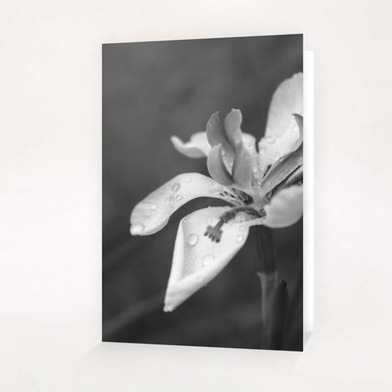 Orchid In Drops Greeting Card & Postcard by cinema4design
