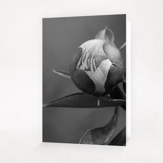 Unbloomed Flowers Greeting Card & Postcard by cinema4design