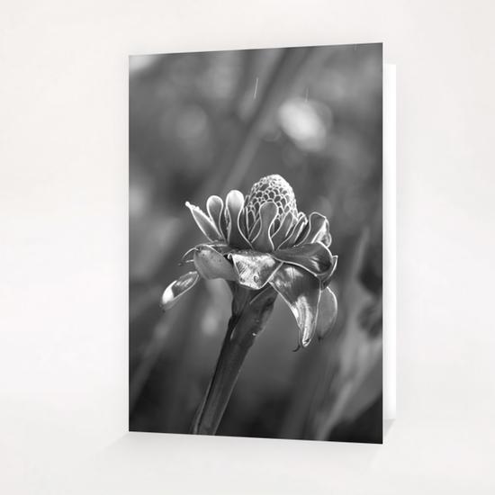 Tropical Flower Greeting Card & Postcard by cinema4design