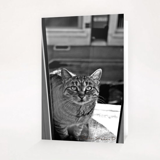 Le chat sur la fenêtre Greeting Card & Postcard by Stefan D