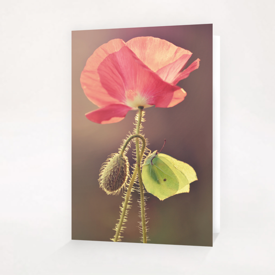 Yellow butterfly sitting on the pink poppy flower Greeting Card & Postcard by Jarek Blaminsky