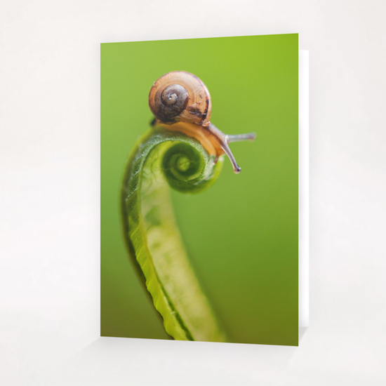 Snail on a curly grass Greeting Card & Postcard by Jarek Blaminsky