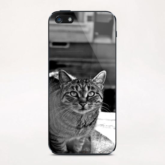 Le chat sur la fenêtre iPhone & iPod Skin by Stefan D