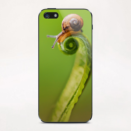 Snail on a curly grass iPhone & iPod Skin by Jarek Blaminsky