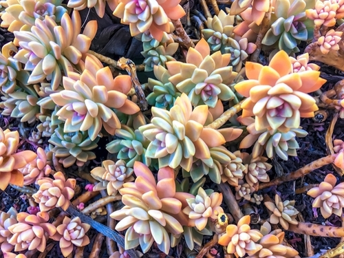 closeup green and pink succulent plant garden background Mural by Timmy333
