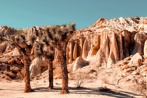 Desert and cactus at Red Rock Canyon State Park California USA Mural by Timmy333