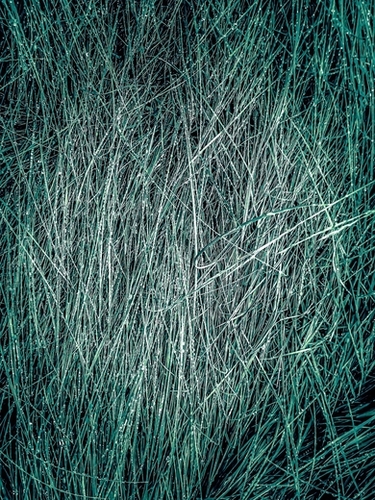 green grass texture abstract background Mural by Timmy333
