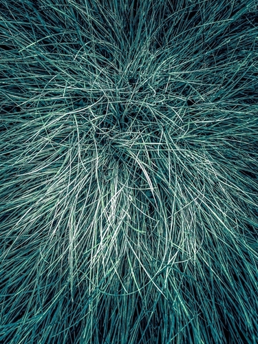 green silky grass texture background Mural by Timmy333