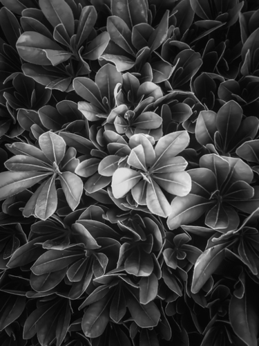 leaves texture background in black and white Mural by Timmy333