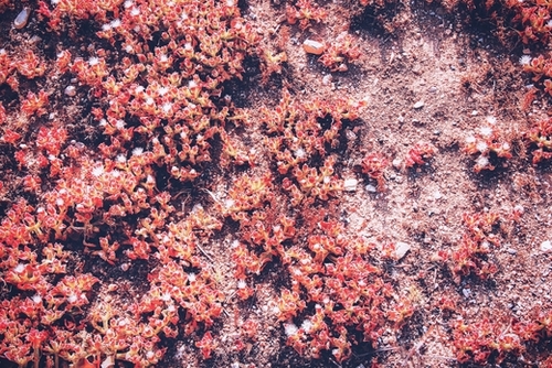 red small flower on the ground at the beach in summer Mural by Timmy333