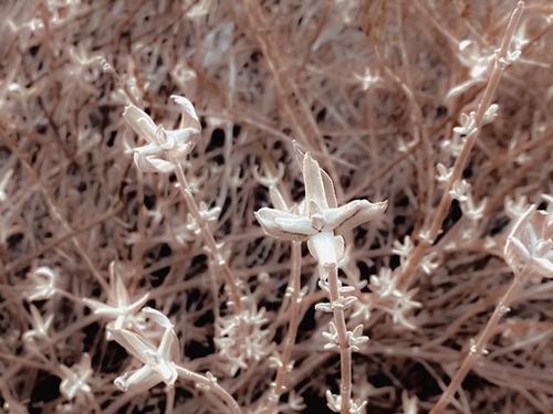 blooming dry plant with brown dry grass background Mural by Timmy333