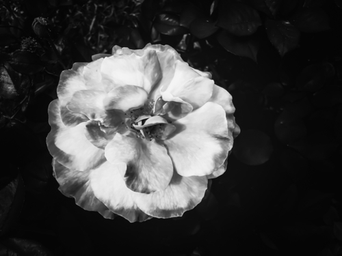 Closeup blooming rose texture background in black and white Mural by Timmy333