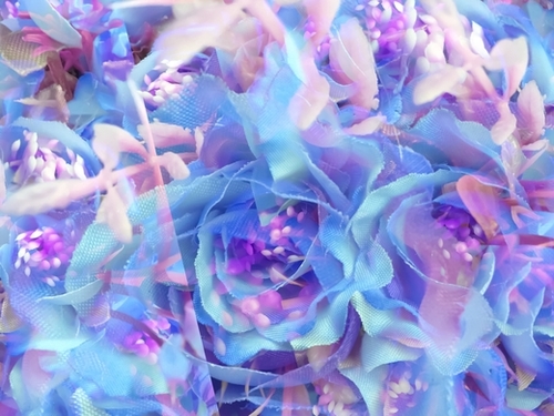 blooming blue rose texture abstract background Mural by Timmy333