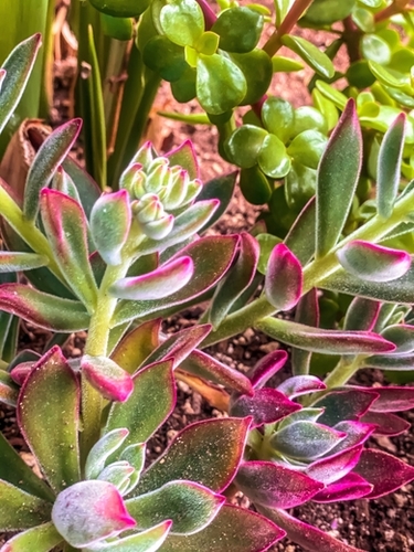 closeup green and pink succulent garden Mural by Timmy333