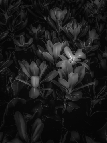 Closeup leaves texture background in black and white Mural by Timmy333