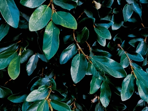 closeup green leaves plant texture background Mural by Timmy333