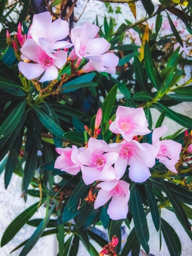 pink flowers garden with green leaves background Mural by Timmy333