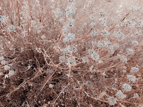 blooming dry flowers with brown dry grass field abstract background Mural by Timmy333