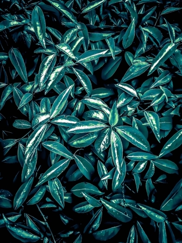 green leaves texture abstract background Mural by Timmy333