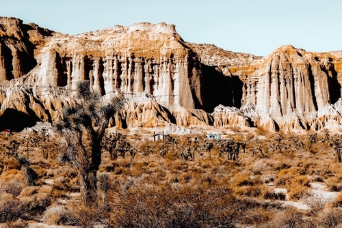 Cactus in the desert at Red Rock Canyon State Park California USA Mural by Timmy333