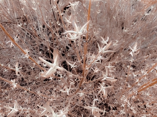 dry flowers with brown dry grass texture background Mural by Timmy333