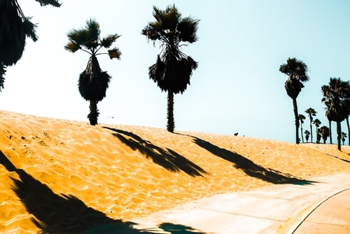 palm tree and summer sandy beach at Oxnard Beach, California, USA Mural by Timmy333