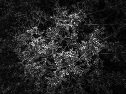 blooming flowers garden background in black and white Mural by Timmy333